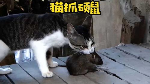 猫抓老鼠最新爆料,悬念迭起，反转不断！  第3张